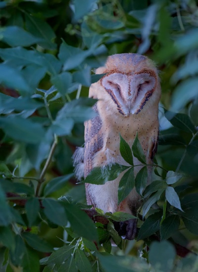 Sie ist ein lautloser nächtlicher Jäger (Bild: Markus Gläßel)