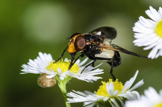 Schwebfliegen werden oft mit Hummeln verwechselt (Bild: Wolfgang Pipers) Schwebfliegen werden oft mit Hummeln verwechselt (Bild: Wolfgang Pipers)