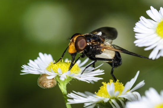 Schwebfliegen werden oft mit Hummeln verwechselt (Bild: Wolfgang Pipers)