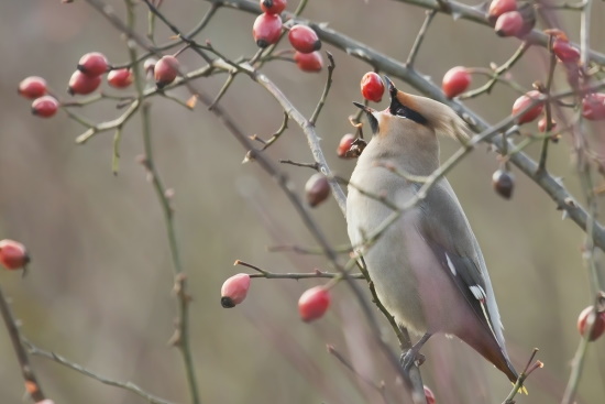 Diese Vogelart kann bei uns invasionsartig einfallen und nimmt die Beeren und Früchte gerne an (Bild: Gunther Zieger)