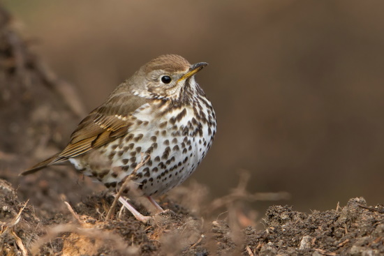 Für mich beginnt der Frühling, wenn ich den Gesang der Singdrossel vernehme (Bild: Markus Glässel)