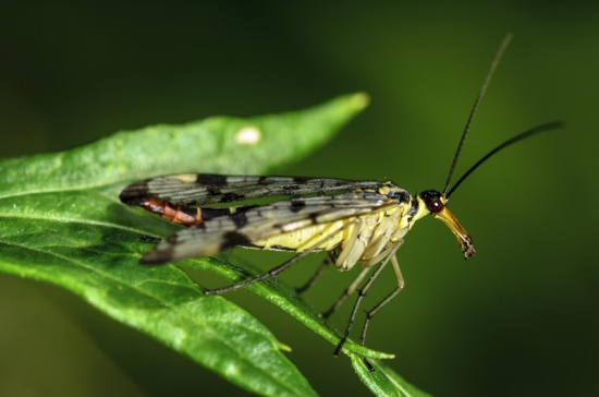 Die raupenähnlichen Larven entwickeln sich im Erdreich (Bild: Wolfgang Piepers) Die raupenähnlichen Larven entwickeln sich im Erdreich (Bild: Wolfgang Piepers)