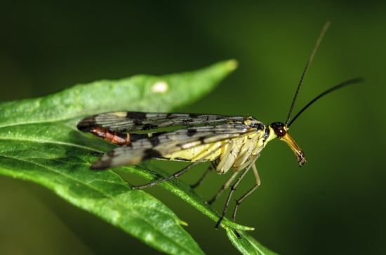 Die raupenähnlichen Larven entwickeln sich im Erdreich (Bild: Wolfgang Piepers)