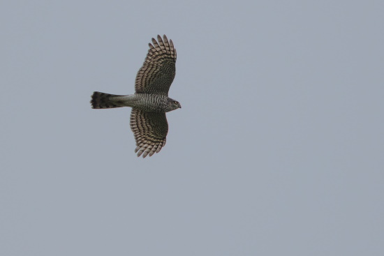 Sperber sind mit ihren breiten Flügeln und langem Steuerschwanz verkleinerte Abbilde des Habichts (Bild: Gunther Zieger)