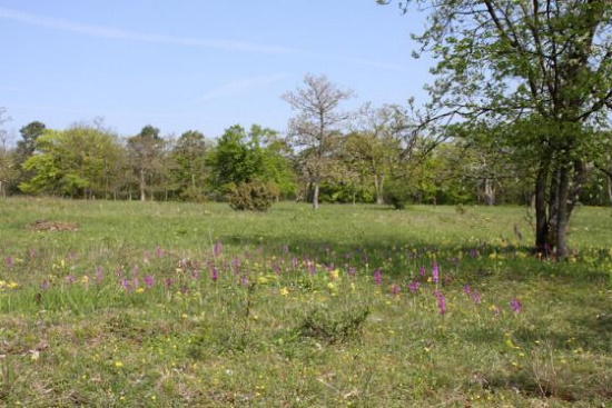 Ideales Areal für das Stattliche Knabenkraut die Fläche auf dem Rammersberg (Bild: Thomas Langhirt) Ideales Areal für das Stattliche Knabenkraut die Fläche auf dem Rammersberg (Bild: Thomas Langhirt)