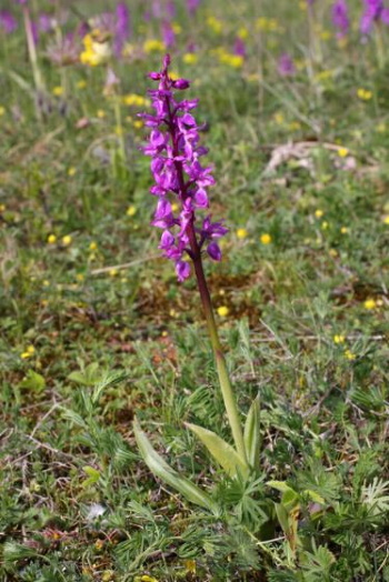 Das Stattliche oder auch Männliche Knabenkraut - Orchis mascula (Bild: Thomas Langhirt) Das Stattliche oder auch Männliche Knabenkraut - Orchis mascula (Bild: Thomas Langhirt)