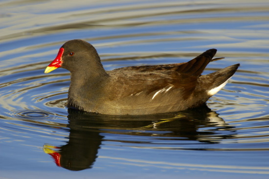 Das Teichhuhn, mit dem roten Stirnschild ist an Teichen, Flüssen und Seen anzutreffen (Bild: Raimund Linke)