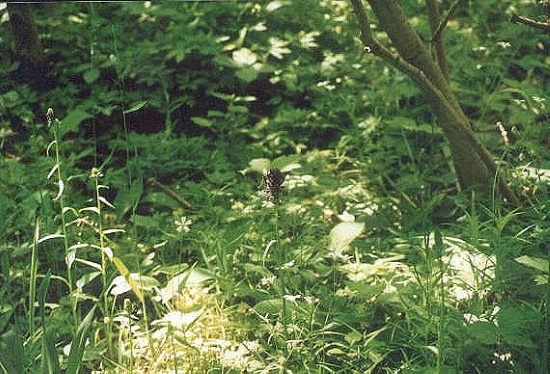 Auch im Auwald immer seltener die Teufelskralle (Bild: Neckermann)