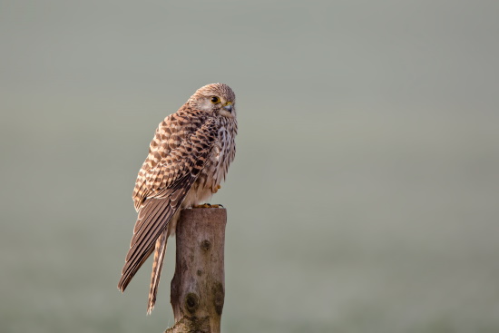 Jungvögel sind wie adulte Weibchen gefärbt, oberseits rostbraun (Bild: Gunther Zieger)