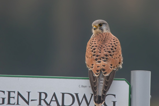 Der Turmfalke siedelt gerne inmitten unserer Städte und Gemeinden - oft in Kirchtürmen (Bild: Gunther Zieger)