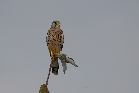 Turmfalke, hier ein Männchen, hält sitzend nach Beute Ausschau (Bild: Gunther Zieger)