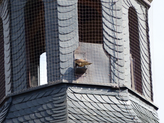 Mit solchen Nistmöglichkeiten kann man Falco tinnunculus wirklich helfen (Bild: Klaus Hemprich) Mit solchen Nistmöglichkeiten kann man Falco tinnunculus wirklich helfen (Bild: Klaus Hemprich)