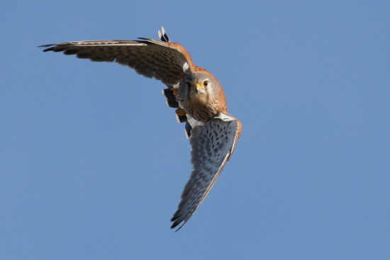 Turmfalken sind sehr anpassungsfähig und brüten inmitten unserer Städte und Gemeinden (Bild: Dirk Schieder)