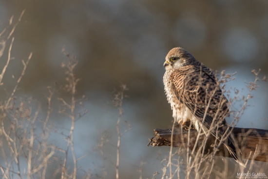 Turmfalkenweibchen - zur Winterszeit - hält Ausschau nach Beute (Bild: Markus Glässel)