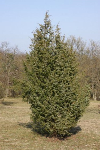 Wacholder-Arten kommen vorwiegend auf der Nordhalbkugel der Erde vor (Bild: Thomas Langhirt)