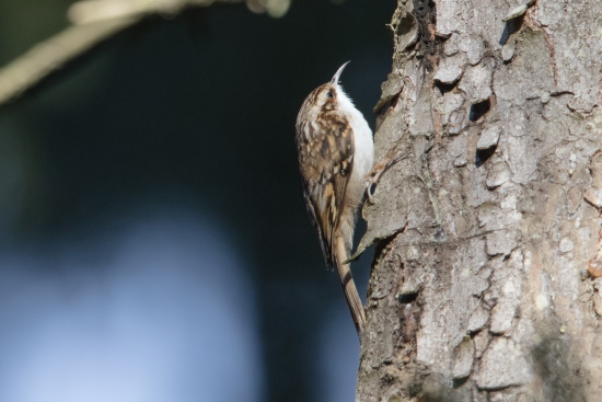 Flink wie eine Maus klettert der Waldbaumläufer an den Stämmen der Nadelbäume (Bild: Gunther Zieger)