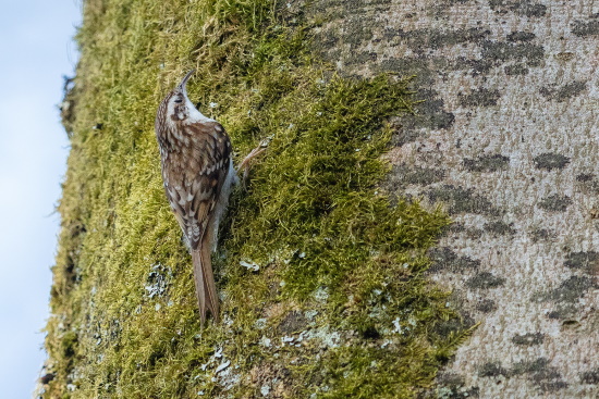 Der Waldbaumläufer füttert seine Jungen mit kleinen Raupenhappen (Bild: Gunther Zieger)
