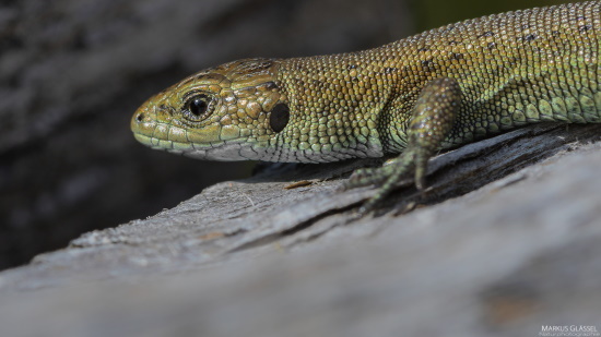 Die Waldeidechse wurde 2006 zum "Reptil des Jahres" gekürt (Bild: Markus Glässel)