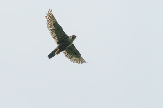 Seine Beute sind andere Vögel wie Tauben, Stare, Elstern, Krähen und Möwen (Bild: Gunther Zieger)