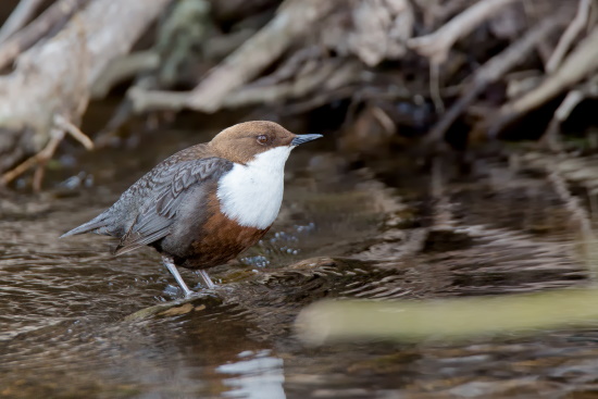 Die Wasseramsel - eine Art die sich extrem an ihren Lebensraum angepasst hat (Bild: Gunther Zieger)