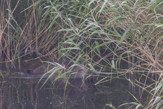 Wildschweine sind gute und auch ausdauernde Schwimmer (Bild: Gunther Zieger) Wildschweine sind gute und auch ausdauernde Schwimmer (Bild: Gunther Zieger)