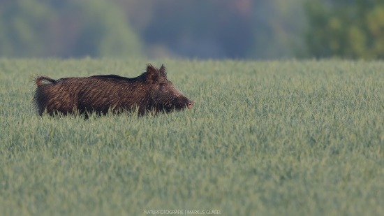 Des Wildschweins ärgster Feind ist der Mensch der die Wildschweine früher mit sogenannten "Saurüden" jagte (Bild: Markus Glässel) Des Wildschweins ärgster Feind ist der Mensch der die Wildschweine früher mit sogenannten "Saurüden" jagte (Bild: Markus Glässel)