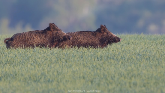 Wilschweine sind Allesfresser von Aas bis Wurzeln wird alles aufgenommen (Bild: Markus Glässel) Wilschweine sind Allesfresser von Aas bis Wurzeln wird alles aufgenommen (Bild: Markus Glässel)