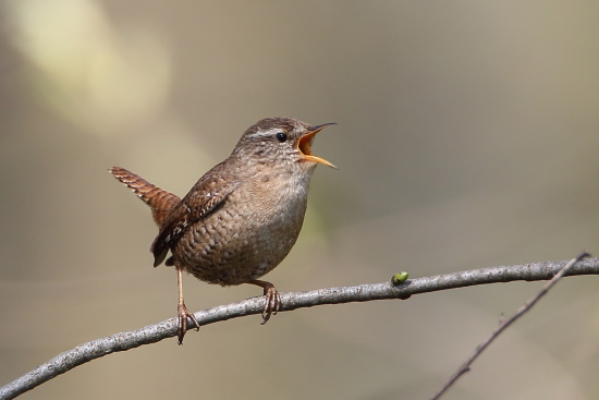 Der Zaunkönig ist einer unserer kleinsten Vögel in Europa aber sein Gesang ist durchdringend (Bild: Dirk Schieder) Der Zaunkönig ist einer unserer kleinsten Vögel in Europa aber sein Gesang ist durchdringend (Bild: Dirk Schieder)