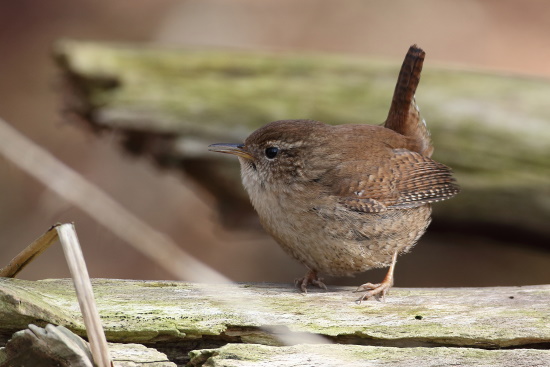 Sein lauter und schmetternder Gesang ist nicht zu überhören (Bild: Dirk Schieder)