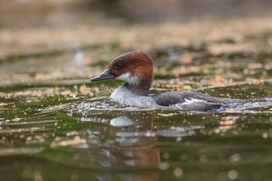 Zwergtaucher sind exzellente Schwimmer und Taucher (Bild: Gunter Zieger) Zwergtaucher sind exzellente Schwimmer und Taucher (Bild: Gunter Zieger)