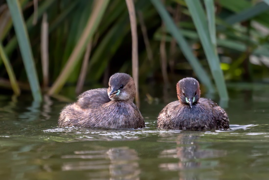 Zwergtaucher benötigen ungestörte Habitate an Gewässern (Bild: Gunter Zieger) Zwergtaucher benötigen ungestörte Habitate an Gewässern (Bild: Gunter Zieger)