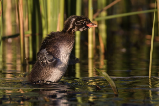 Die Jungvögel des Zwergtauchers haben dunkle und kurze Streifen an den Wangen (Bild: Gunter Zieger) Die Jungvögel des Zwergtauchers haben dunkle und kurze Streifen an den Wangen (Bild: Gunter Zieger)