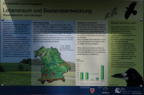 Nur durch einen konsequenten Schutz, konnte die Saatkrähe in Bayern überleben (Bild: Thomas Langhirt)
