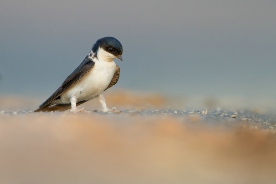 Die Mehlschwalbe ist gefährdet (Bild: Markus Gläßel)