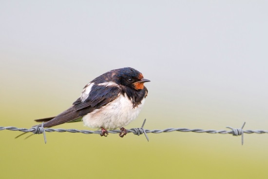 Ihr fehlen immer mehr die geeigneten Nistplätze (Bild: Markus Gläßel) Ihr fehlen immer mehr die geeigneten Nistplätze (Bild: Markus Gläßel)