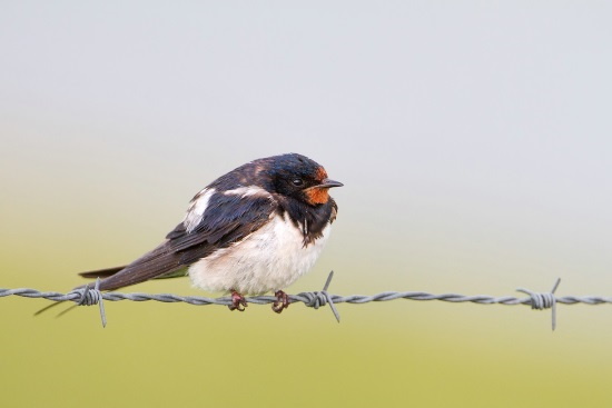 Die Rauchschwalbe ist seit meiner Kindheit der Vorbote des Sommers (Bild: Markus Gläßel)