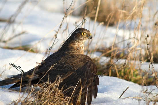 Sperberweibchen schlagen größere Vögel als Männchen (Bildreferent: Markus Glässel)