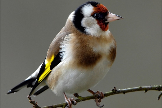 Für mich einer der schönsten einheimischen Vögel überhaupt (Bild: Maximilian Dorsch)