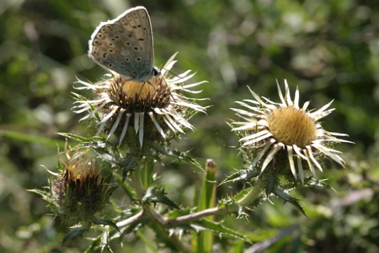 Die Golddistel - sie blüht im Hochsommer (Bild: Thomas Langhirt)