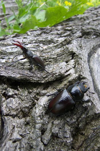 Hirschkäfer können in ihrer Größe stark variieren (Bild: Thomas Langhirt) Hirschkäfer können in ihrer Größe stark variieren (Bild: Thomas Langhirt)