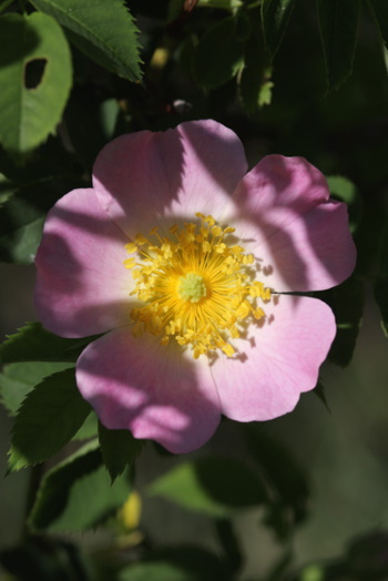 Die Hundsrose oder auch Heckenrose gehört zu den Rosengewächsen (Bild: Thomas Langhirt)