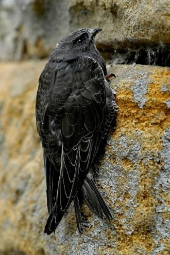 Der Mauersegler gehört inzwischen zu den bedrohten Vogelarten in Bayern (Bild: Maximilian Dorsch) Der Mauersegler gehört inzwischen zu den bedrohten Vogelarten in Bayern (Bild: Maximilian Dorsch)