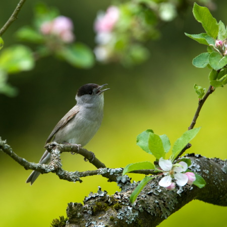 Ihr wohlklingender Gesang ist ab April auch in Gärten zu hören (Bild: Maximilian Dorsch)