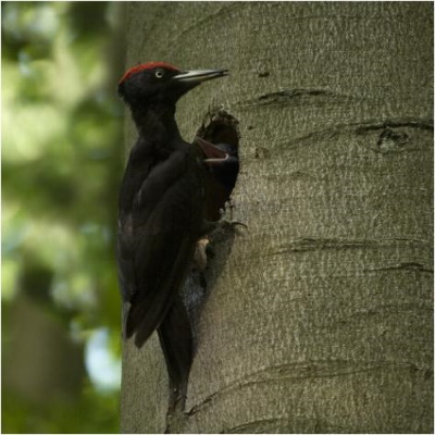 Schwarzspechte brauchen einen alten Wald - viele andere Tierarten profitieren von ihnen (Bild: Maximilian Dorsch)