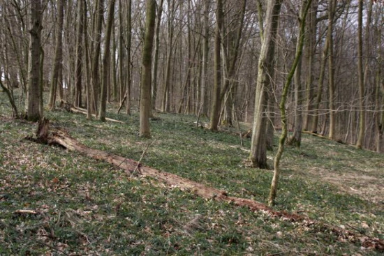 Erstes zartes Grün kündigt den baldigen Frühling an (Bild: Thomas Langhirt) Erstes zartes Grün kündigt den baldigen Frühling an (Bild: Thomas Langhirt)