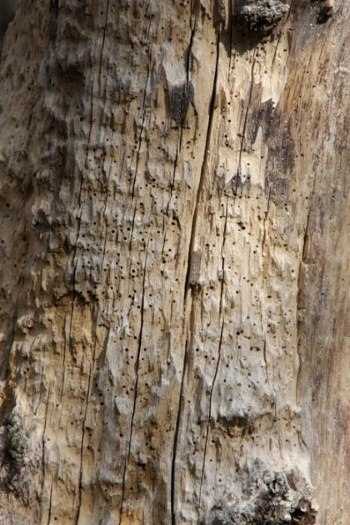 Totholz ist Lebensraum für eine große Anzahl von Insekten und Käfern (Bild: Thomas Langhirt) Totholz ist Lebensraum für eine große Anzahl von Insekten und Käfern (Bild: Thomas Langhirt)