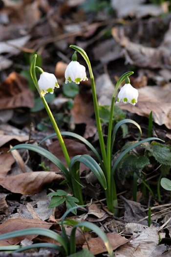 Der Märzenbecher - ein erster Frühlingsbote (Bild: Thomas Langhirt)