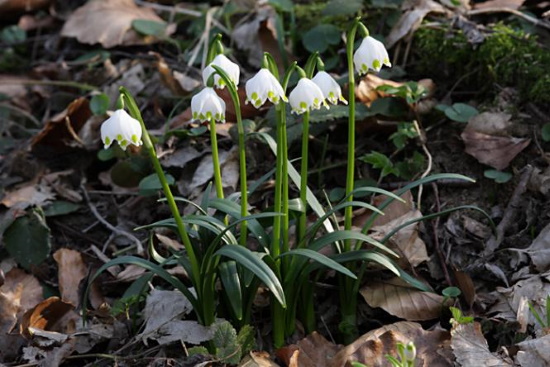 Die Frühlingsknotenblume - auch Märzenbecher genannt (Bild: Thomas Langhirt)