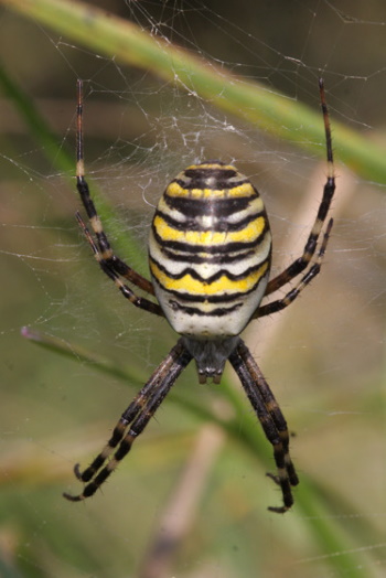 Die Wespenspinne wurde im Jahre 2001 zur Spinne des Jahres ernannt (Bild: Thomas Langhirt) Die Wespenspinne wurde im Jahre 2001 zur Spinne des Jahres ernannt (Bild: Thomas Langhirt)