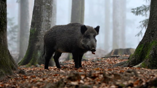 Das Wildschwein lebt in fast allen ausgedehnten geschlossenen Laub- und Mischwäldern (Bild: Maximilian Dorsch) Das Wildschwein lebt in fast allen ausgedehnten geschlossenen Laub- und Mischwäldern (Bild: Maximilian Dorsch)